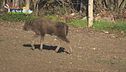 Eracle, un piccolo bisonte europeo