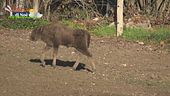 Eracle, un piccolo bisonte europeo