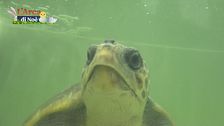 Il centro di recupero delle tartarughe marine dell'Asinara