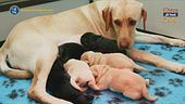 Una nuova cucciolata