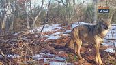 La bellezza dell'inverno e della fauna selvatica, al centro della quale c'è il lupo