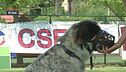 Come far indossare serenamente la museruola al cane?