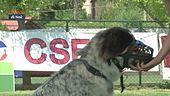 Come far indossare serenamente la museruola al cane?