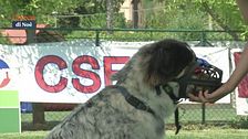 Come far indossare serenamente la museruola al cane?