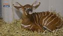 L'antilope bongo