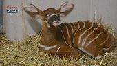 L'antilope bongo