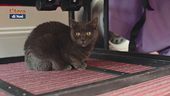 Il benessere del gatto in casa