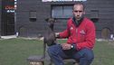 Il cane nudo messicano