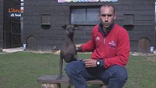 Il cane nudo messicano