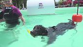L'educa-cani