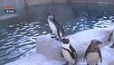 I pinguini