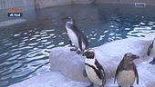 I pinguini