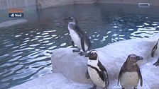 I pinguini