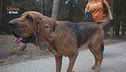L'Educa-cani