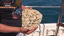 Mare Vivo
