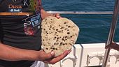 Mare Vivo