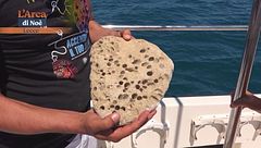 Mare Vivo