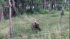 Il Sentiero dell'Orso