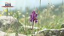 Valle delle orchidee