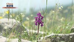 Valle delle orchidee