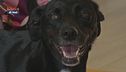 Psyco-Dog