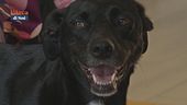 Psyco-Dog