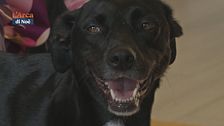 Psyco-Dog