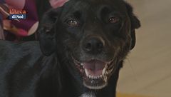 Psyco-Dog
