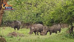 Il santuario dei rinoceronti di Ziwa