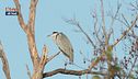 La fauna del fiume Sele