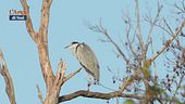 La fauna del fiume Sele
