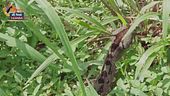 Uganda, la fondamentale salvaguardia dei serpenti