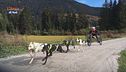 Sfida di Sleddog