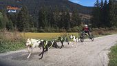 Sfida di Sleddog
