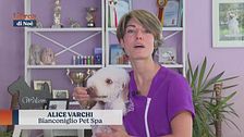 La cura dei cani a pelo riccio