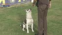 L'Educa-cani: l'esercizio seduto