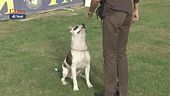 L'Educa-cani: l'esercizio seduto
