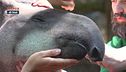 I tapiri