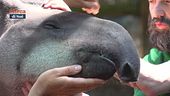 I tapiri