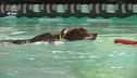 Cani ed acqua, ecco come gestire il primo approccio
