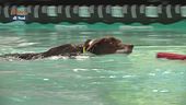 Cani ed acqua, ecco come gestire il primo approccio