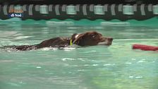 Cani ed acqua, ecco come gestire il primo approccio