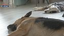 Il supporto dei cani nelle sale d'attesa degli ospedali