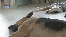 Il supporto dei cani nelle sale d'attesa degli ospedali