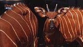 L'antilope Bongo, ospite del Parco Faunistico "Le Cornelle"
