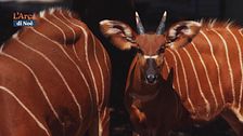 L'antilope Bongo, ospite del Parco Faunistico "Le Cornelle"