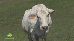 Puntata dell'1 maggio