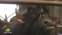 Puntata dell'8 maggio