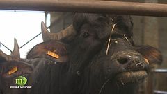 Puntata dell'8 maggio