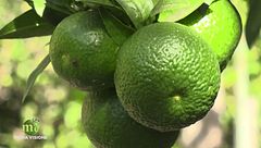 Puntata del 16 ottobre